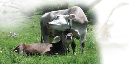 Progetto di ricerca per la creazione di una filiera virtuosa sulla bovina da latte nella zona del Parmigiano Reggiano